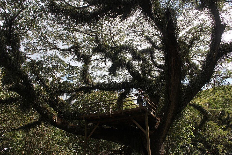 Tree house