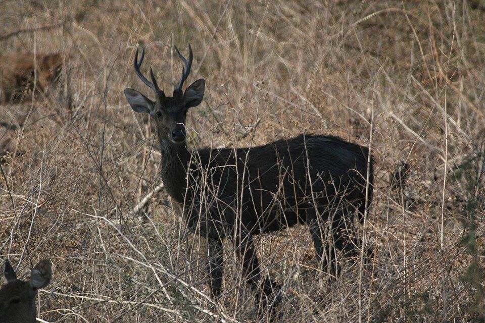 Rusa deer